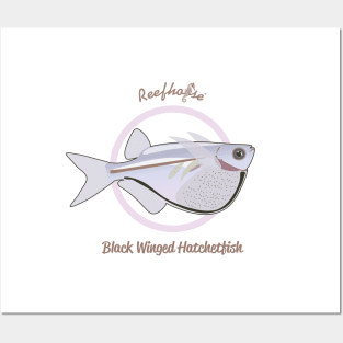 Black Winged Hatchetfish Posters and Art